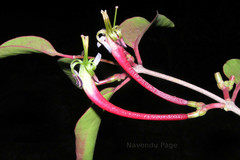 Macrosolen parasiticus